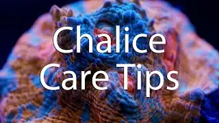 How to take care of your Chalice Coral