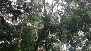 Chimp Calls in Kibale Forest National Park