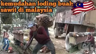 gaji peloding buah sawit di MALAYSIA bikin iri ⁉️