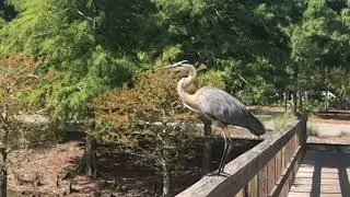 Great Blue Heron flying in SLOW MOTION | Up close with wildlife in Florida.