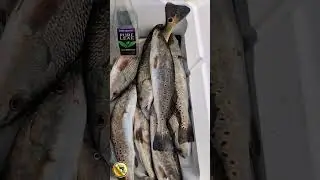 filling the box using down south Lures #redfish #trout #troutfishing #flounder #downsouthlures