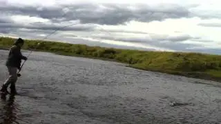 Atlantic Salmon In Stora Laxa Iceland