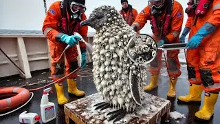 The Brave Penguin: Seeking Fishermen&rsquo;s Help to Save Its Mother| Animal Rescue