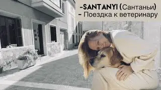 Сантаньи (Майорка) / Поездка к ветеринару / VLOG / 2021