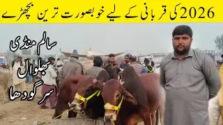 وجہ):Sasti Mandi Ya Mehangay Janwar? 🤔 Bhalwal Mandi Today Fresh Update | Qurbani 2026