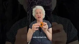 Where Apricot Kernel Oil Comes From