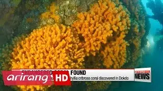 Largest colony of endangered coral in Korea discovered in Dokdo