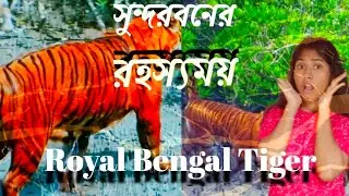 সুন্দরবনের আতঙ্ক রহস্যময় রয়েল বেঙ্গল টাইগার|| Unknown facts of Sundarban | Royal Bengal Tiger