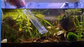 How to Gravel Vac Planted Aquariums