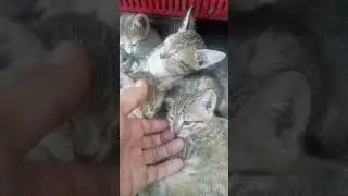 Kembar Siam 5 ekor anak kucing hidup terlantar #PecintaKucing #CaKOne #shorts