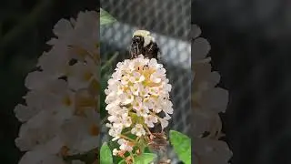 Bumble Bees. #bumblebee #bees #pollinating #countrylife #wildlife