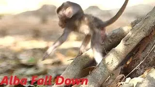 Alba Hungry No Milk Climb Up Tree Fall Down | Baby Monkeys Post