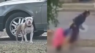 Vicious Pit Bull attack caught on camera