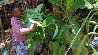 Cooking  the Most  Appetizing Traditional Delicious Vegetables/ Taro Leaves // African village life