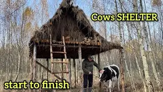 I built a winter shelter in the forest for the cows and the shepherd. simple survival hut is ready.