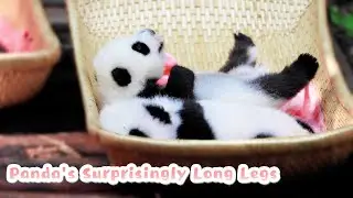 So Fluffy! Baby Panda Elegantly Stretches Her Cute Legs | iPanda
