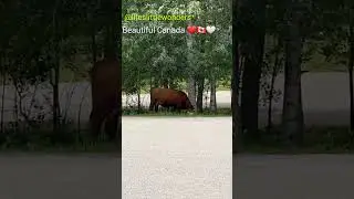 BEAUTIFUL CANADA ❤️🇨🇦🤍 #beautifulcanada #canada #youtubeshorts #shortvideo #beautiful #shorts #short