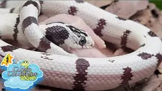 My Snake Collection 2022: Feeding my New Snakes