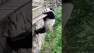 Crazy Panda || 😂Kung fu panda 😅👌#cutepanda #cute #panda #reels #funny #shorts #animals