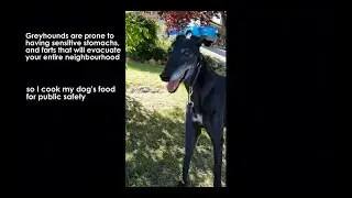 [Full steps] How I make my senior greyhound's food // no talking