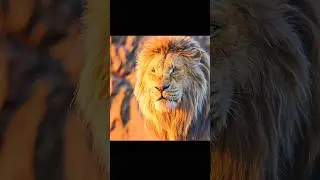 #shortvideo #shors #shortsvideos #entertainment #the #lion #thelionking