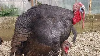 Ζευγάρωμα γαλοπούλας.