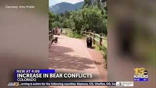 Above average bear conflicts and sightings reported in Colorado so far this year