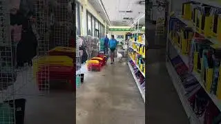 Comet (6mo old) service dog public access training