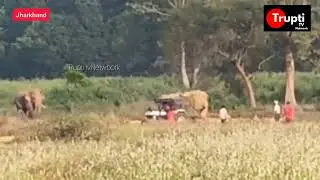 Jharkhand elephant