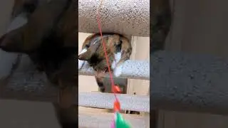 Cat playing 🐱