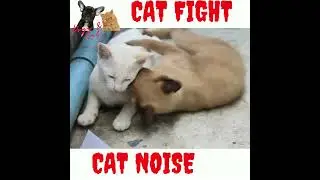 Cat Fight Noises | Cat Fight | Cat sound | Cat Fighting Voice | Cats Fight video #cats #cat #animal