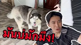 อีสากมันบ่มักมึง ไม่รู้มาก่อนหมาก็เกลียดหน้าเจ้าของได้อาการชัดมาก!!!