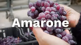 How AMARONE is made - Albino Armani 1607