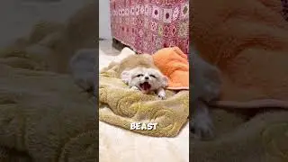 Finger eaters #crazy #facts #fennec #fennecfox #fox #fun #silly #funny #shorts