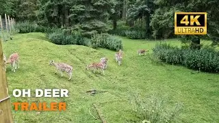 Oh Deer - Trailer
