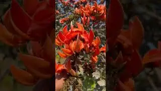 Palash ful🍂🍁🌸❤️.  #polash  #basantabohiloshokhi #ytshorts #viralshorts