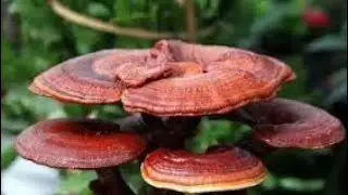 Mengenali Herba Lingzhi - Ikhtiar Untuk Sihat
