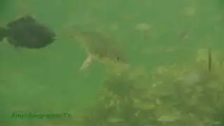 Live Birth of Shiner Perch
