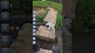 Funny and cute dogs #funnydogs#cute#doglover#doglife#cure#dogshorts#pet#usa