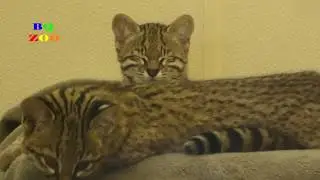 Cat Play (Geoffroy Cats)