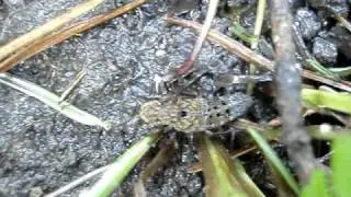 Ontholestes tessellatus.MPG