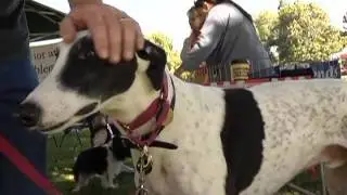 iClip - WALK for the Animals 2011