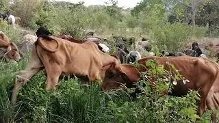 Ganadería regenerativa en bosque muy seco tropical