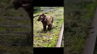 THIS IS MAGIC 😳#reactions #shortsclips #animalshorts #rescueanimals #sanctuary #fypp #doglove #irl