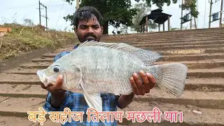 Big Size Monstar Tilapia Fish 