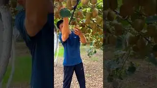 #fruit #kiwifruit #satisfying #farm #kiwi #kiwilove #fresh #kiwilife #fruiting #harvest