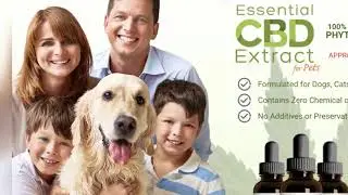 Essential CBD Extract Chile, Essential CBD Extract Pure Buy CBD Oil for Pain Relief, Stress, Anxiety