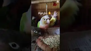 AI Parrot 🦜 talking #parrot #shorts #parrottraining #aiart #youtubeshorts #birds #AI #ytshorts #cute