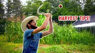 Don&rsquo;t RUIN your harvest: Essential tips for 10 common garden crops