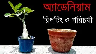 অ্যাডেনিয়াম গাছ নতুন টবে প্রতিস্থাপন ও পরিচর্যা / How to Repot Adenium Plants / Roof Gardening